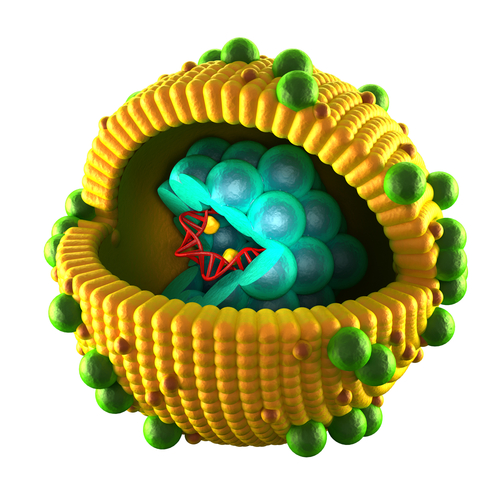 HCV Cell