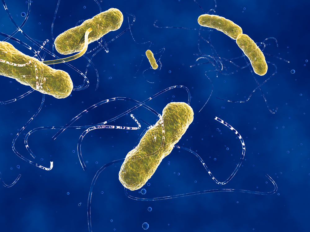 gut bacteria lupus
