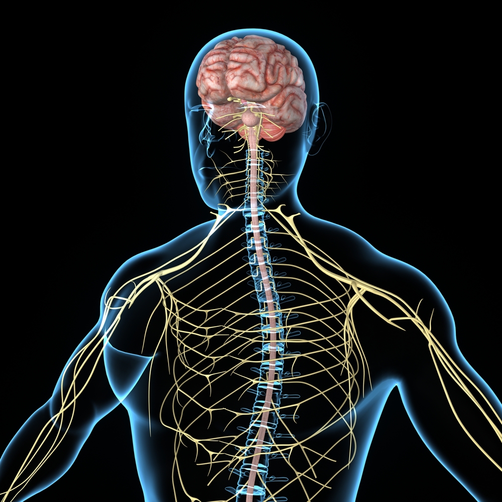 central nervous system