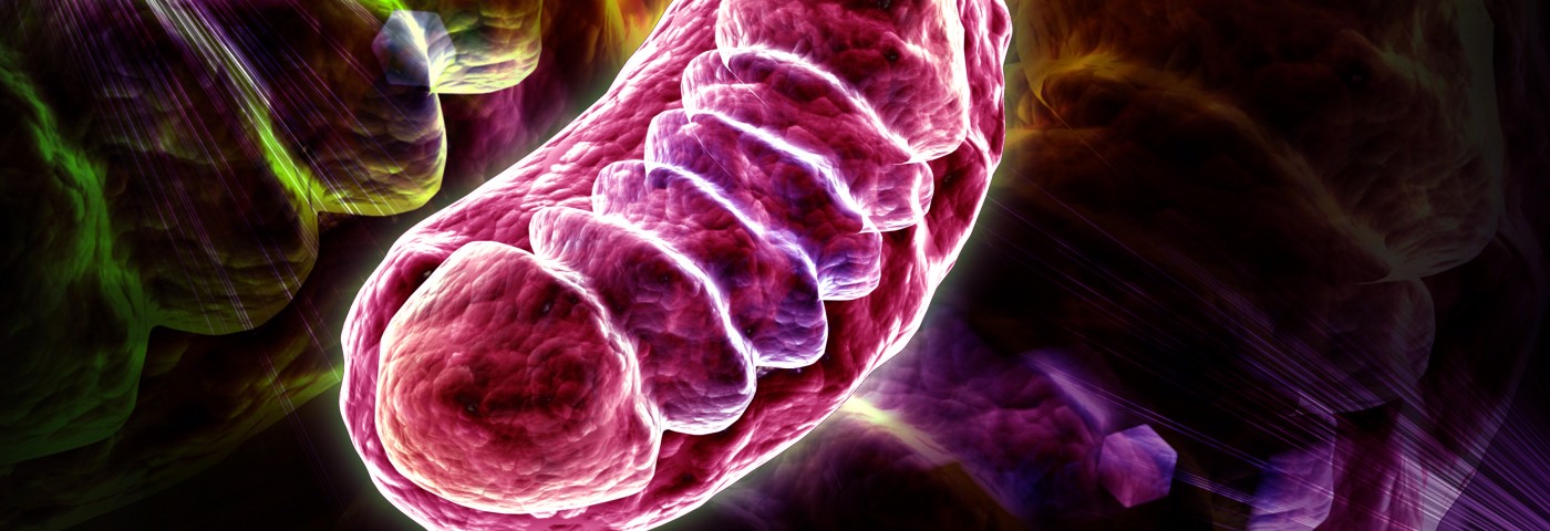 Lupus Linked to Release of Mitochondrial Reactive Oxygen Species