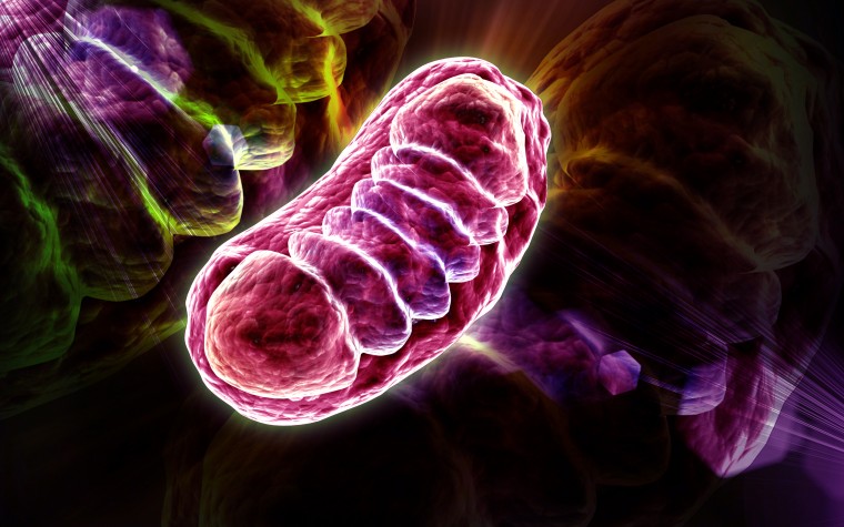 Mitochondrial reactive oxygen species