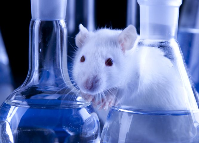 Animal testing alternatives image
