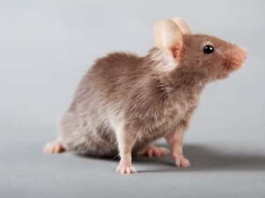 New therapies for lupus