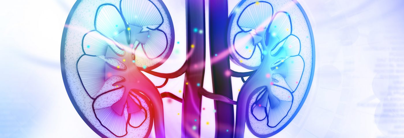 Backdoor Way of Regulating T-cells Seen to Lower Kidney Inflammation, Damage in Lupus Mouse Model