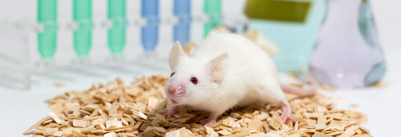 High Blood Pressure in Lupus-like Disease in Mice May Be Caused by White Blood Cells