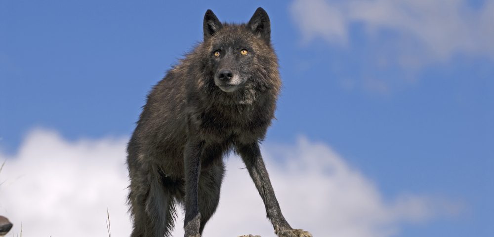 Using Light to Fight Lupus the Wolf