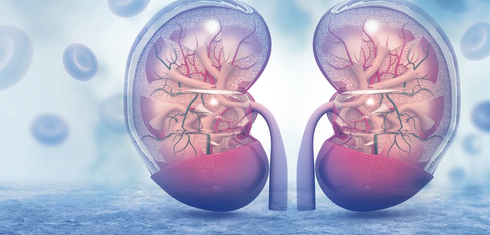 Potential Treatment Target for Lupus Nephritis Identified