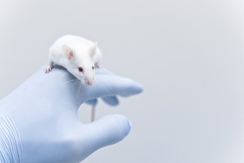 DNA Vaccination with HSP70 Eases Inflammation, Extends Life in Mice with SLE, Study Finds