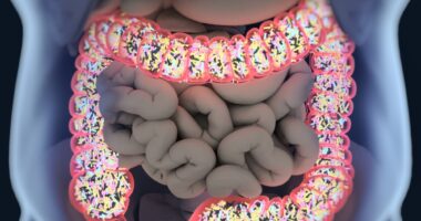 Gut bacteria, pregnancy and lupus