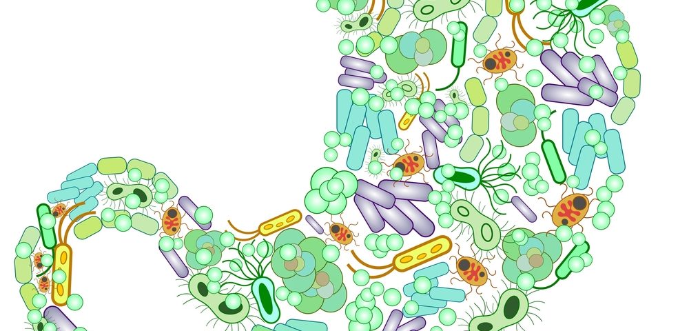 Abnormal Gut Bacteria May Participate in Lupus Disease Activity, Study Suggests