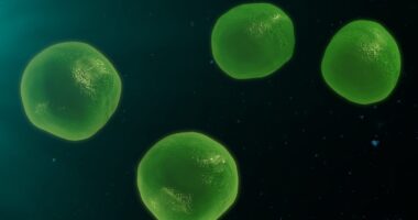 C1q role in lupus