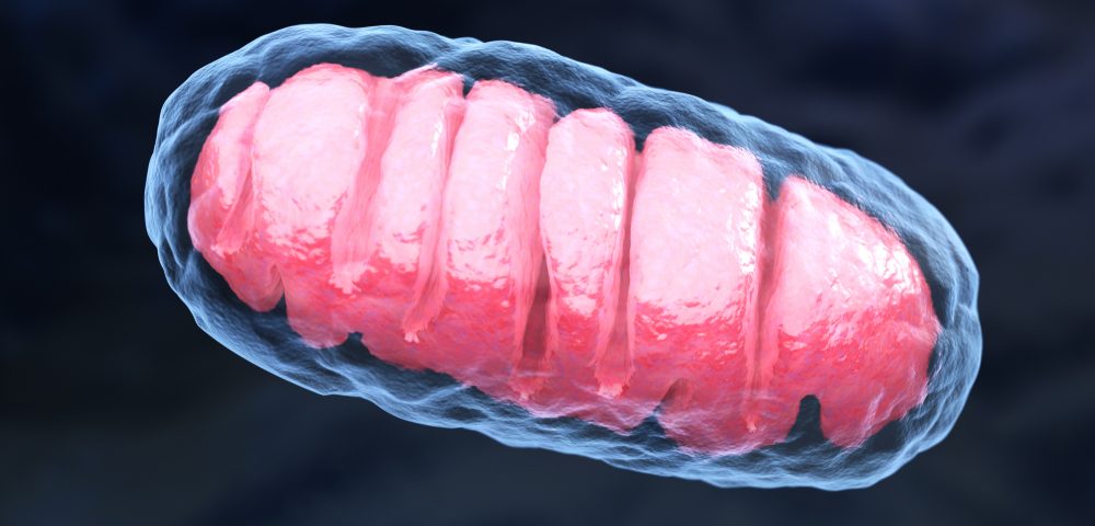 Lupus Flares May Be Linked to Damage to Mitochondria, Study Reports