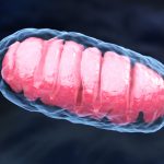 mitochondria and flares