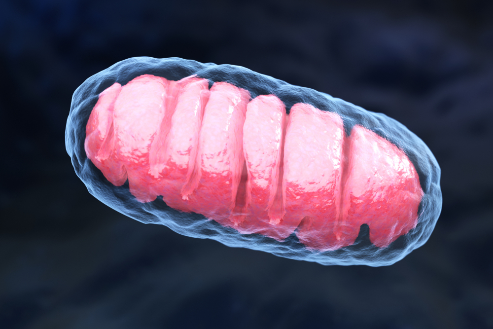 mitochondria and flares