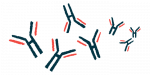 A group of human antibodies are pictured in this illustration.