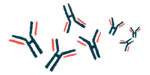 An illustration of a group of antibodies.