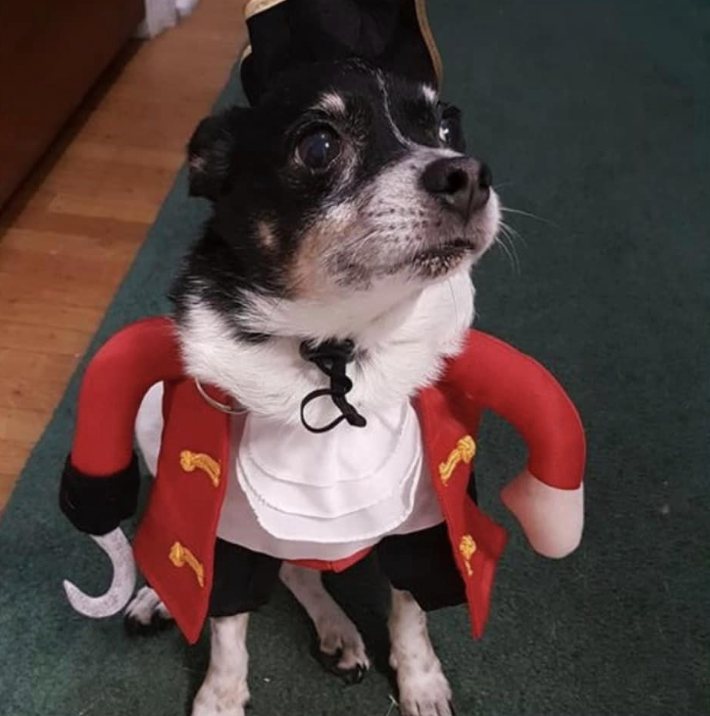A small dog with black hair and a largely white muzzle and feet wears a red topcoat and ruffles.