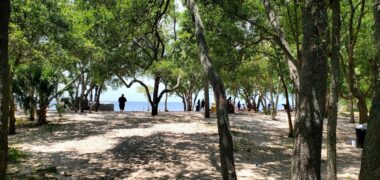 The photo, taken among trees, looks toward the beach. Most of the ground we can see is covered in shadow, but the ocean in the distance looks bright and blue. A group of people stand at the edge of the treeline.